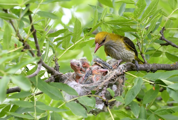 Rare and unusual feeding shots of the oriole chicks  by the adult orioles