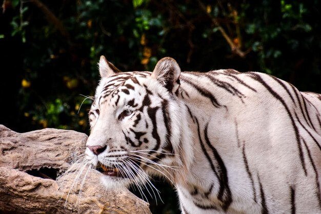 Photo rare white striped wild tiger