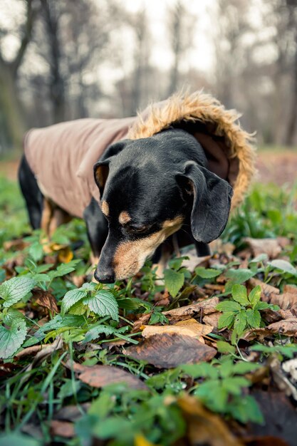 Ras teckel zwartbruine hondenwandeling in het groene stadspark