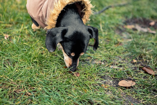 Ras teckel zwartbruine hondenwandeling in het groene stadspark