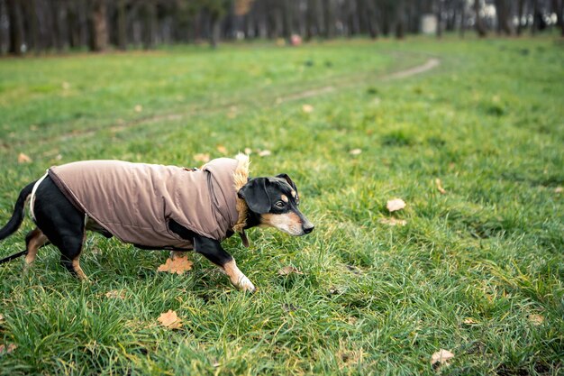 Ras teckel zwartbruine hondenwandeling in het groene stadspark