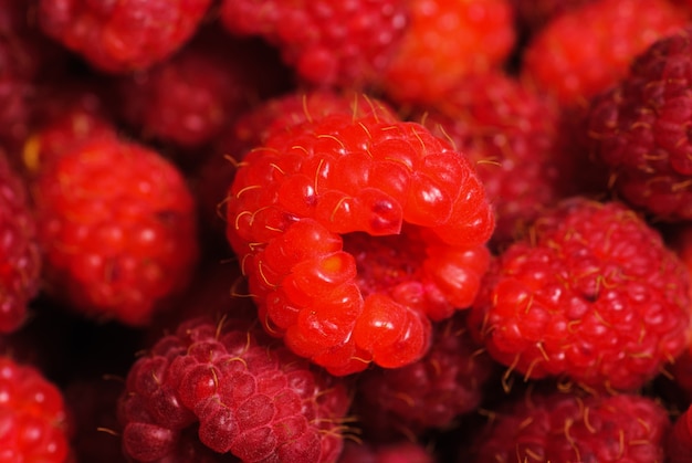 Rasberry background from many ripe berries close up, shallow deep of field