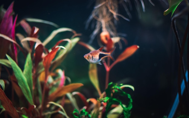 Rasbora heteromorha in mijn aquarium