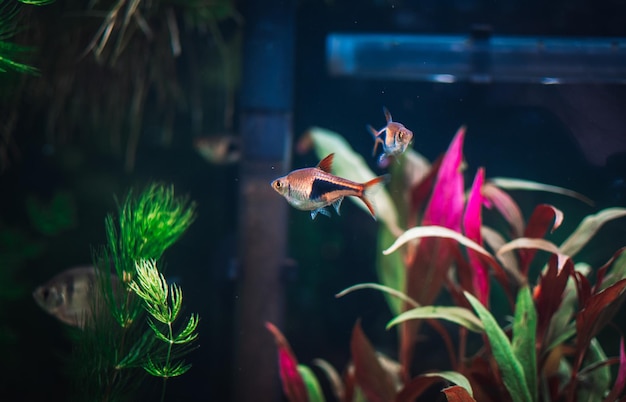 Rasbora heteromorha in my aquarium