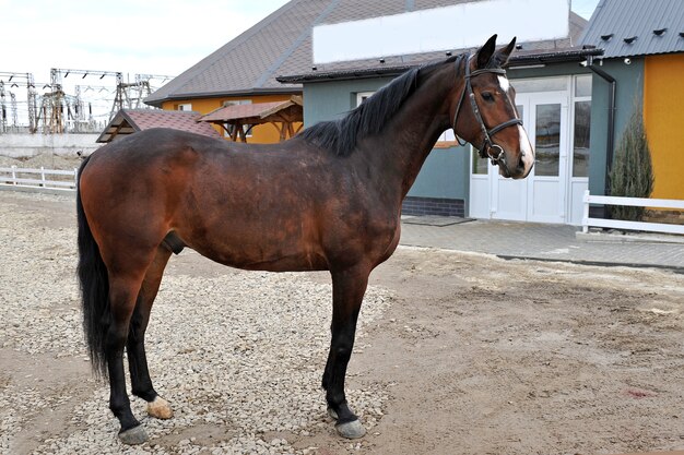 Rasecht jong paard op het platteland