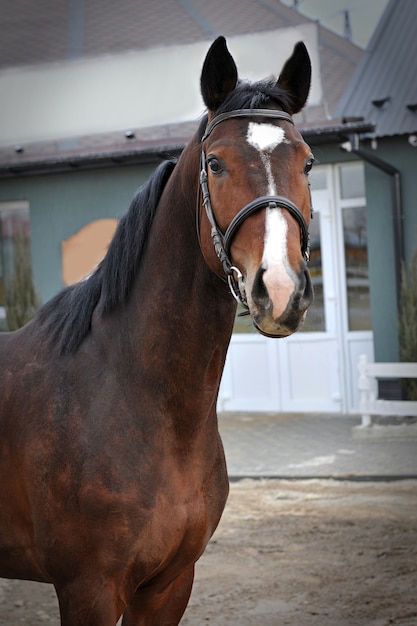 Rasecht jong paard op het platteland