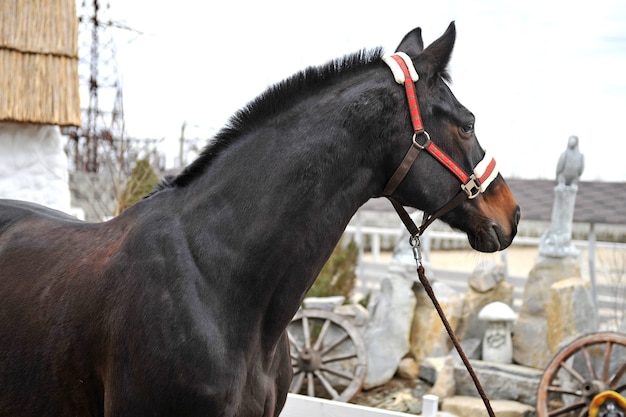 Rasecht jong paard op het platteland