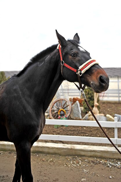 Rasecht jong paard op het platteland