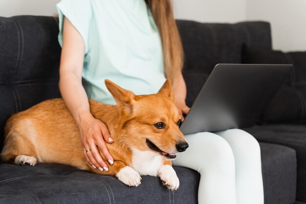 Rasechte Corgi-hond zit op de handen van de eigenaar Tekst typen op laptop en mooie Welsh Corgi Pembroke in handen houden Zaken werken online met laptop