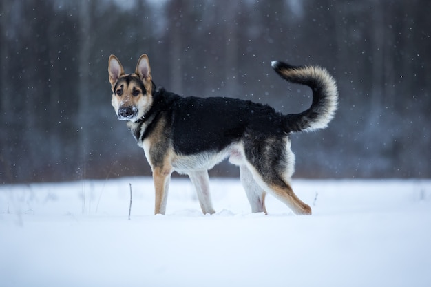 Rasechte Duitse herder tijdens wandeling in de winter