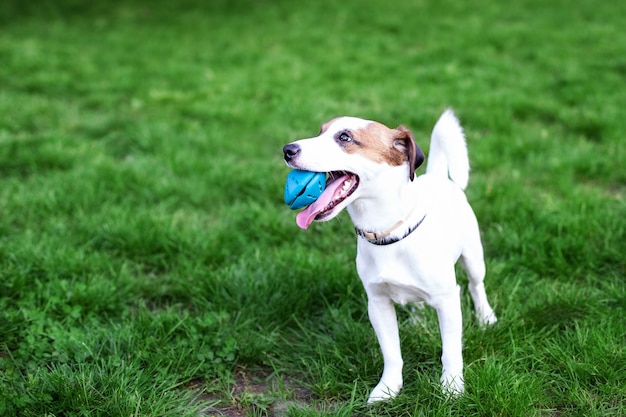 Rasechte Jack Russell Terrier hond buiten op de natuur in het gras. Gelukkig hond in het park op een wandeling speelt met een stuk speelgoed. Het concept van vertrouwen en vriendschap van huisdieren. Actief hond spelen. Kopieer ruimte.