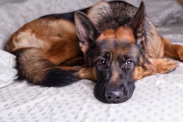 Rasechte jonge Duitse herdershond die op een bed in de slaapkamer ligt
