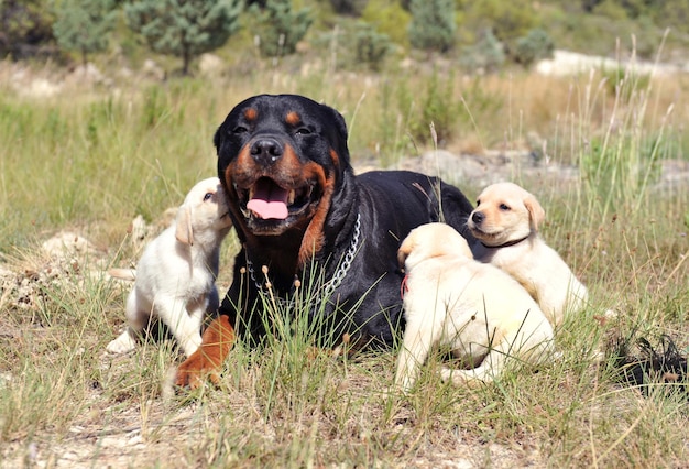 rasechte rottweiler vastgelegd in een veld en schattige puppy's labrador retriever