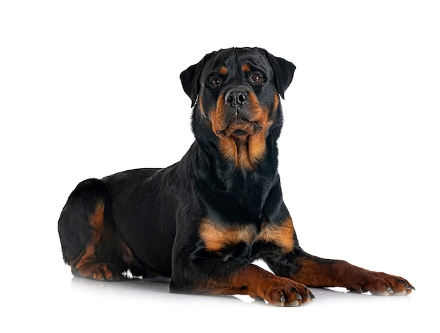 Rasechte rottweiler voor witte achtergrond