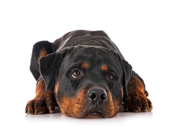 Rasechte rottweiler voor witte achtergrond