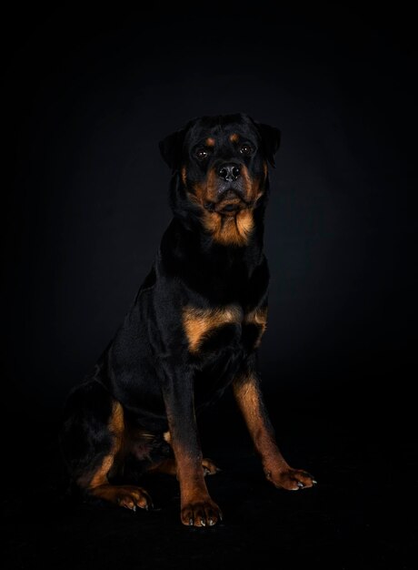 Rasechte rottweiler voor zwarte achtergrond