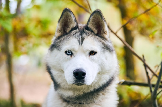 Rasechte Siberische Husky portret close-up, Siberische Husky gezicht met witte en zwarte vachtkleur en verschillende ogen, sledehondenras. Husky hondenmuilkorf buiten voor ontwerp, wazige bosachtergrond
