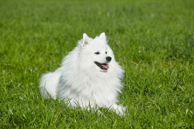 Rasechte witte Japanse spitz in het voorjaar tegen een achtergrond van gras portret van een jonge speelse hond