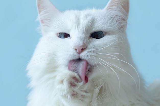 Rasechte witte kat op een blauwe achtergrond Huisdieren Close-up