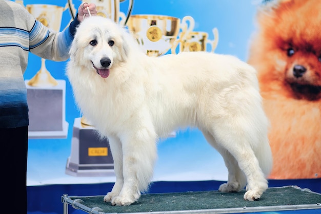 Rasechte Witte Patrouillehond Maremma in het rek