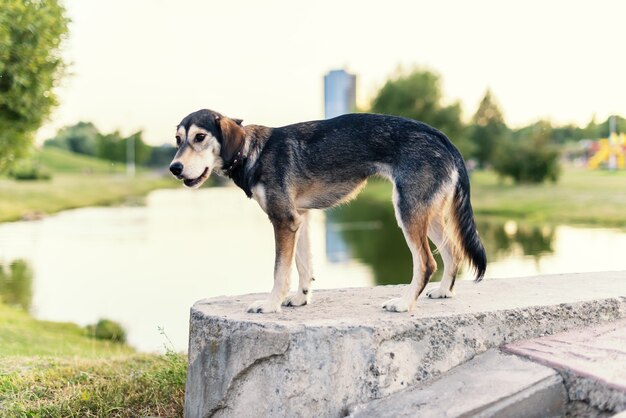 Rashondenrassen Husky en Engelse spaniël