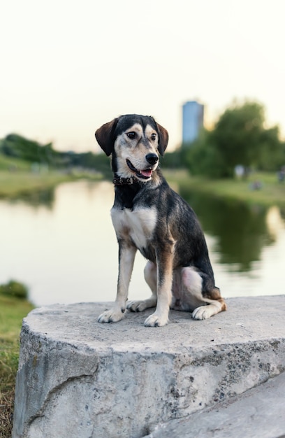 Rashondenrassen Husky en Engelse spaniël