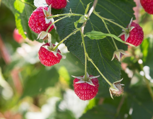 Raspberries. Branch of ripe raspberries in a garden. Close up of raspberry plant.