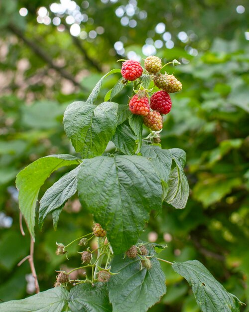 Raspberries growing on a bush in the garden