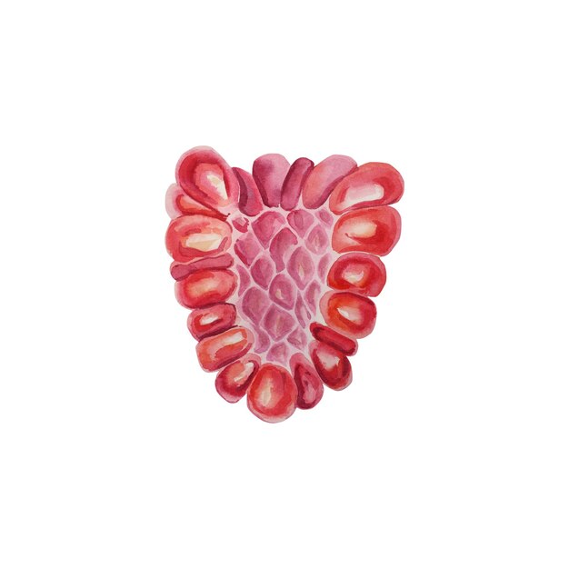 Raspberries in the section Watercolor illustration on an isolated background Botanical drawing Handmade work