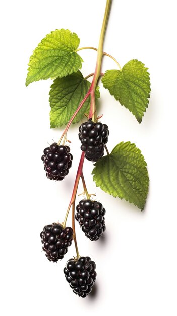 Photo raspberries in white background