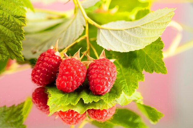 Raspberries with green leaves closeup