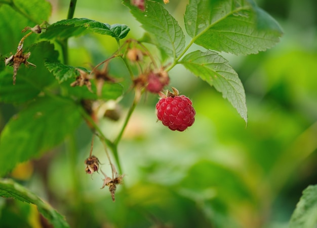 Raspberry on the bench with green leaves