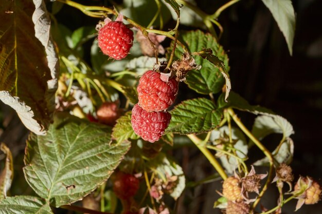 Raspberry berries Raspberries ripened on the garden plot