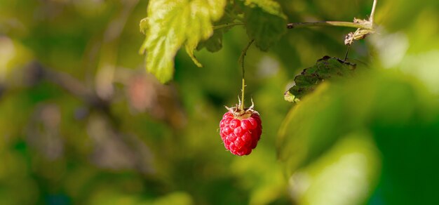 raspberry berry hangs on a branch