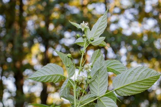 Raspberry bloom in summer.