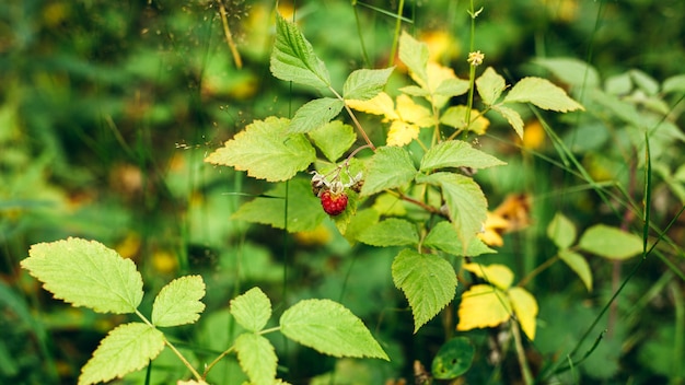 Raspberry on a branch