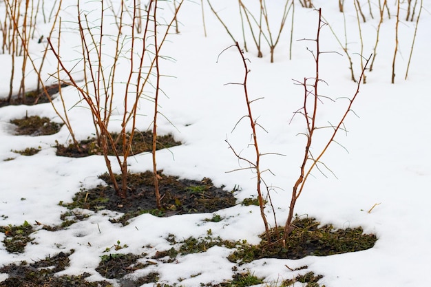 Raspberry bush in the garden in the spring during the melting snow