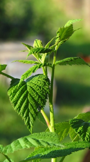 The raspberry bush without berries close up