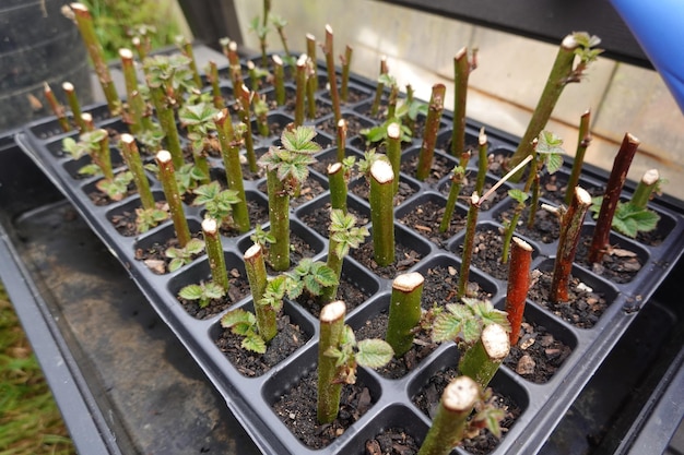 Photo raspberry cuttings in the backyard garden how to reproduce blackberry at home by cutting blackberry root at home