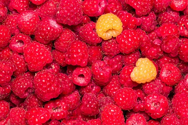 Raspberry. Fresh organic berries macro. Fruit background.