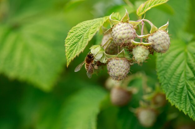 raspberry in the garden