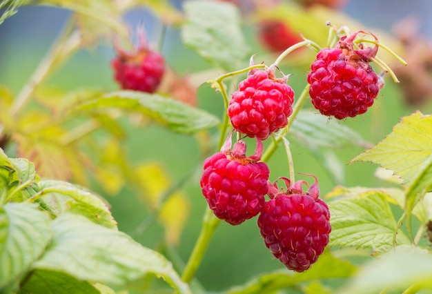 Raspberry in the garden