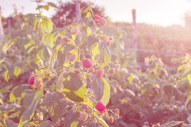 Raspberry grouth in the garden