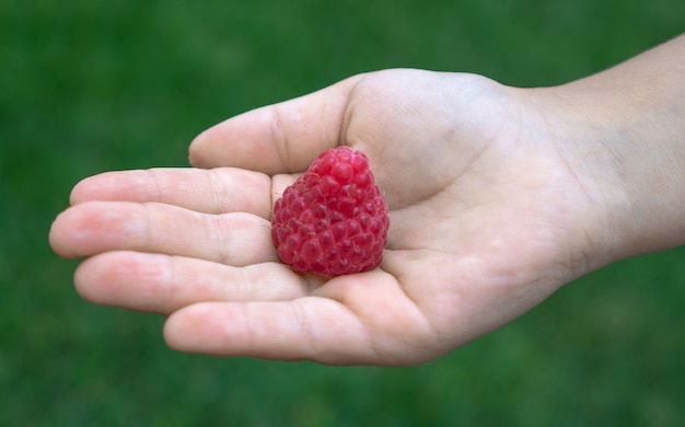 raspberry in a hand close up on a blurred green background