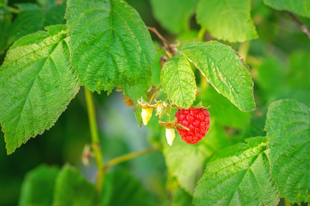 Raspberry hangs on a branch.