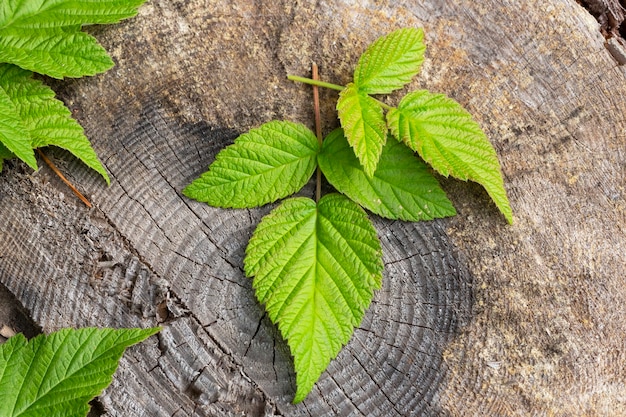 Raspberry leaves on a dark wooden background. Raspberry berries, leaves on a wooden stump in the forest