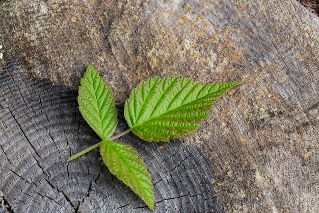 Raspberry leaves on a dark wooden background. Raspberry berries, leaves on a wooden stump in the forest