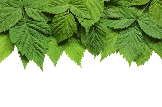 Raspberry leaves isolated on a white background. green young foliage.