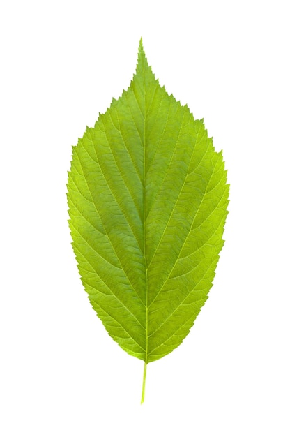 Raspberry leaves isolated on a white background