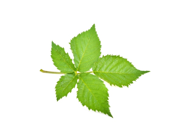 Raspberry leaves on white background